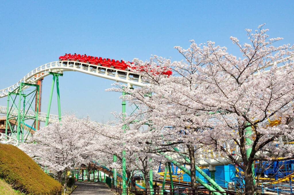 hirakata park sakura