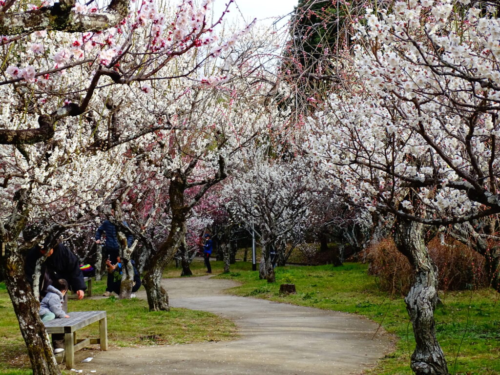 yamadaike park sakura