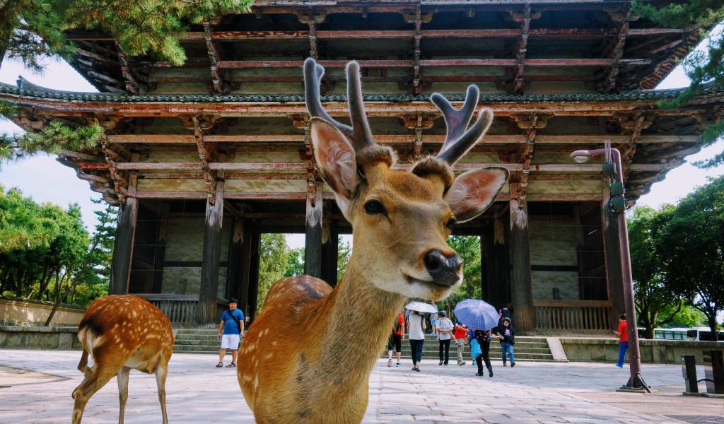 Nara deer