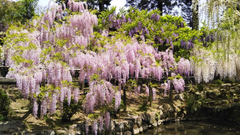Nara wisteria