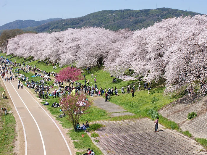 yodogawa river park sakura