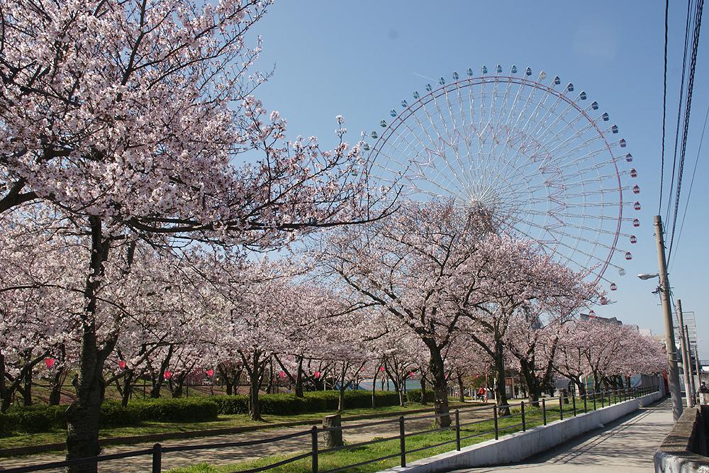Cherry Blossom Viewing in and around Hirakata: Lesser-Known Spots to Enjoy Sakura
