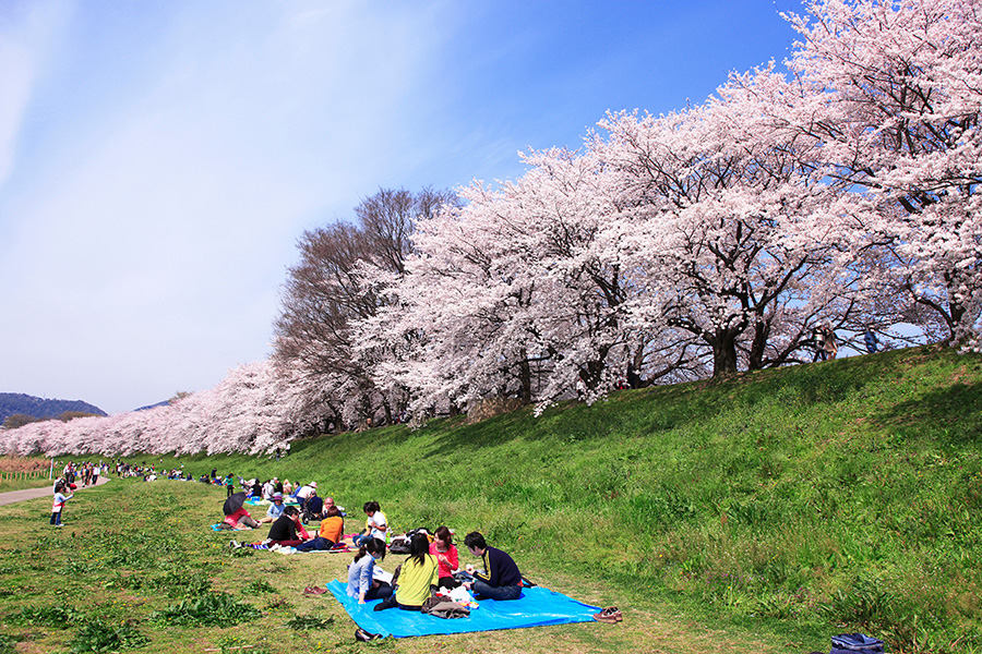 hanami image