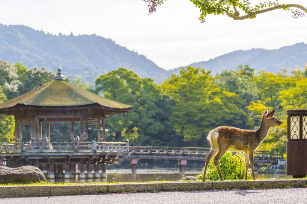 Nara Day Trip from Hirakata: Ultimate Itinerary for Deer, Temples and Sweets
