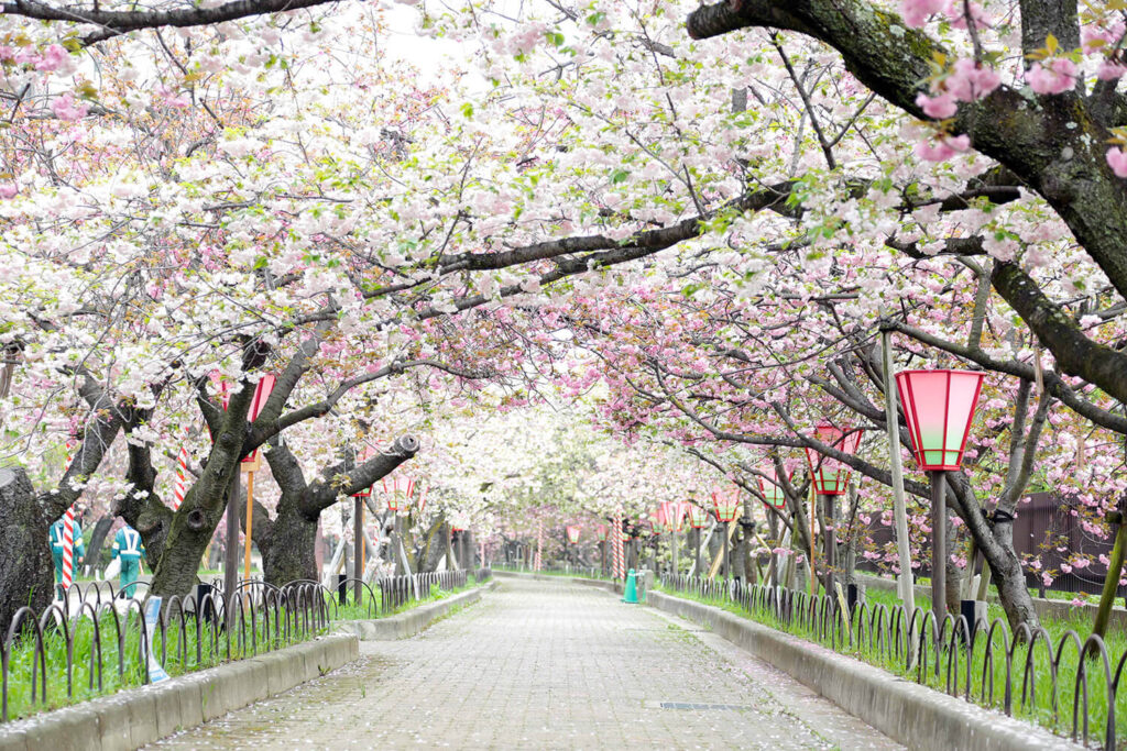 katano sakura