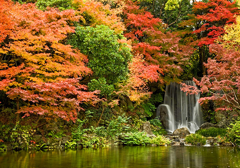 Fall Foliage in Kansai: Top Spots to View Autumn Colors
