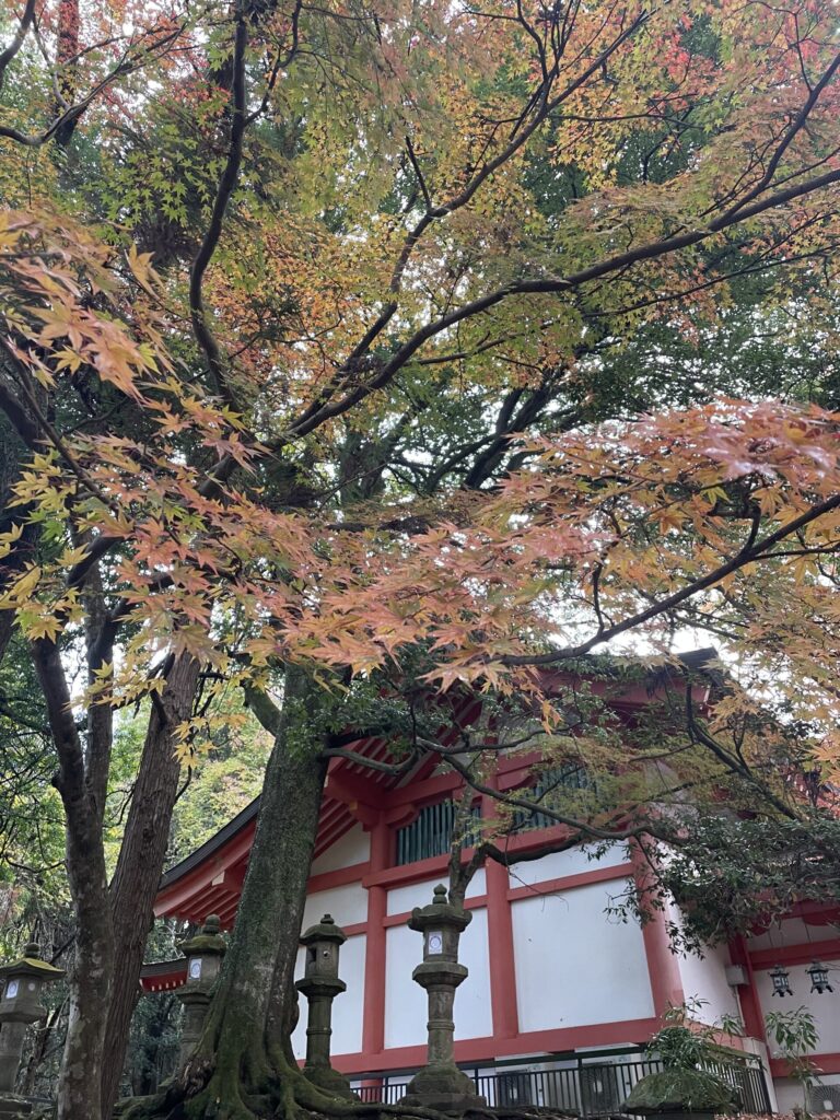 kasuga taisha autumn
