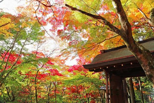 zuihoji park autumn